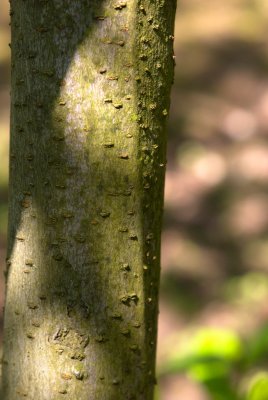 Calycanthus floridus - sazaník květnatý - kůra